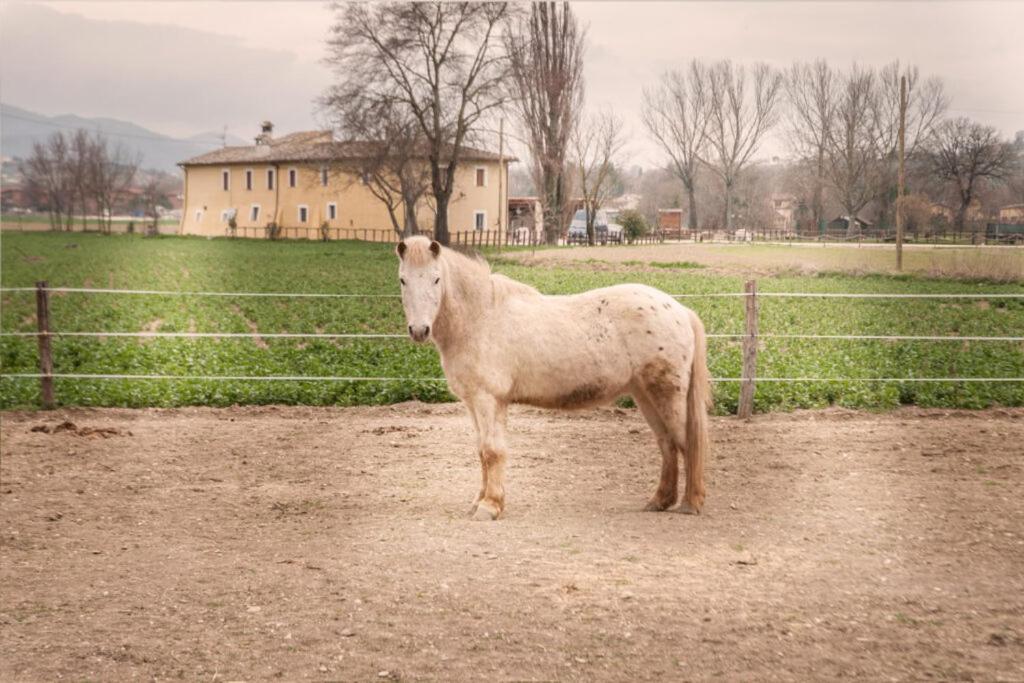 Stovali Da Lustrinu Farm stay