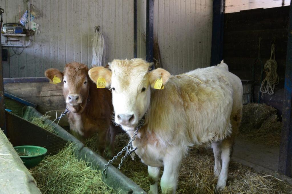 Farm stay Stovali Da Lustrinu *